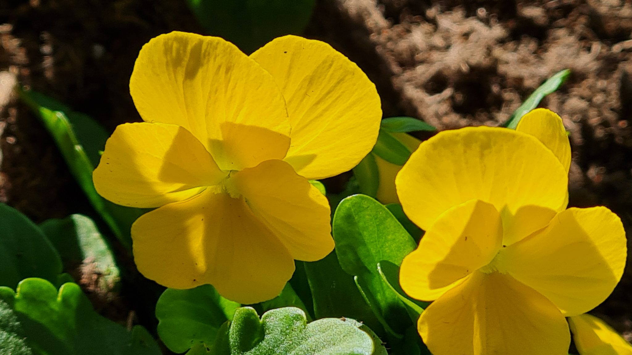 Gärtner pflanzen Wechselflor auf dem Gartenschaugelände