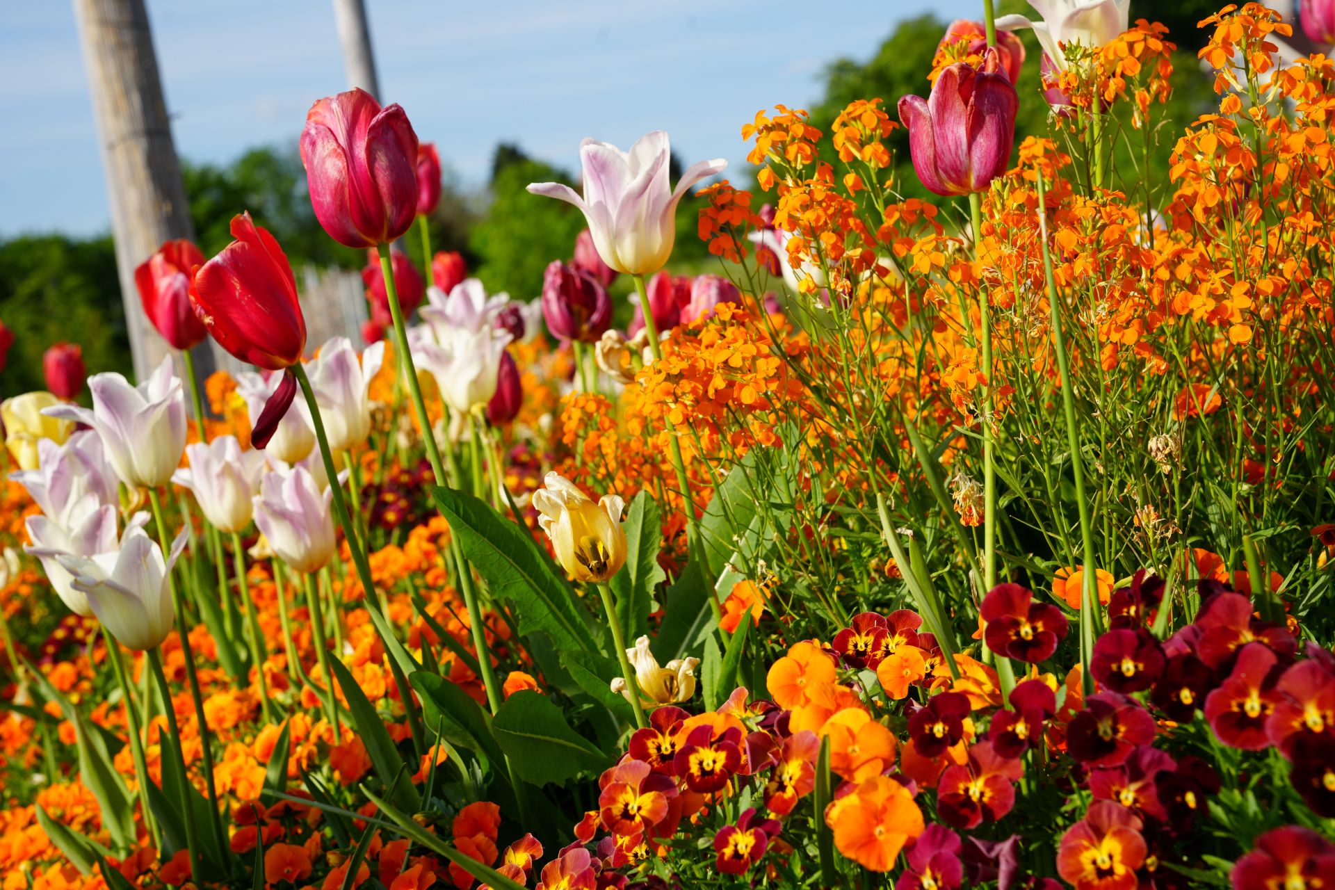 Blumen auf der LGS. Foto: LGS/Tarja Prüss